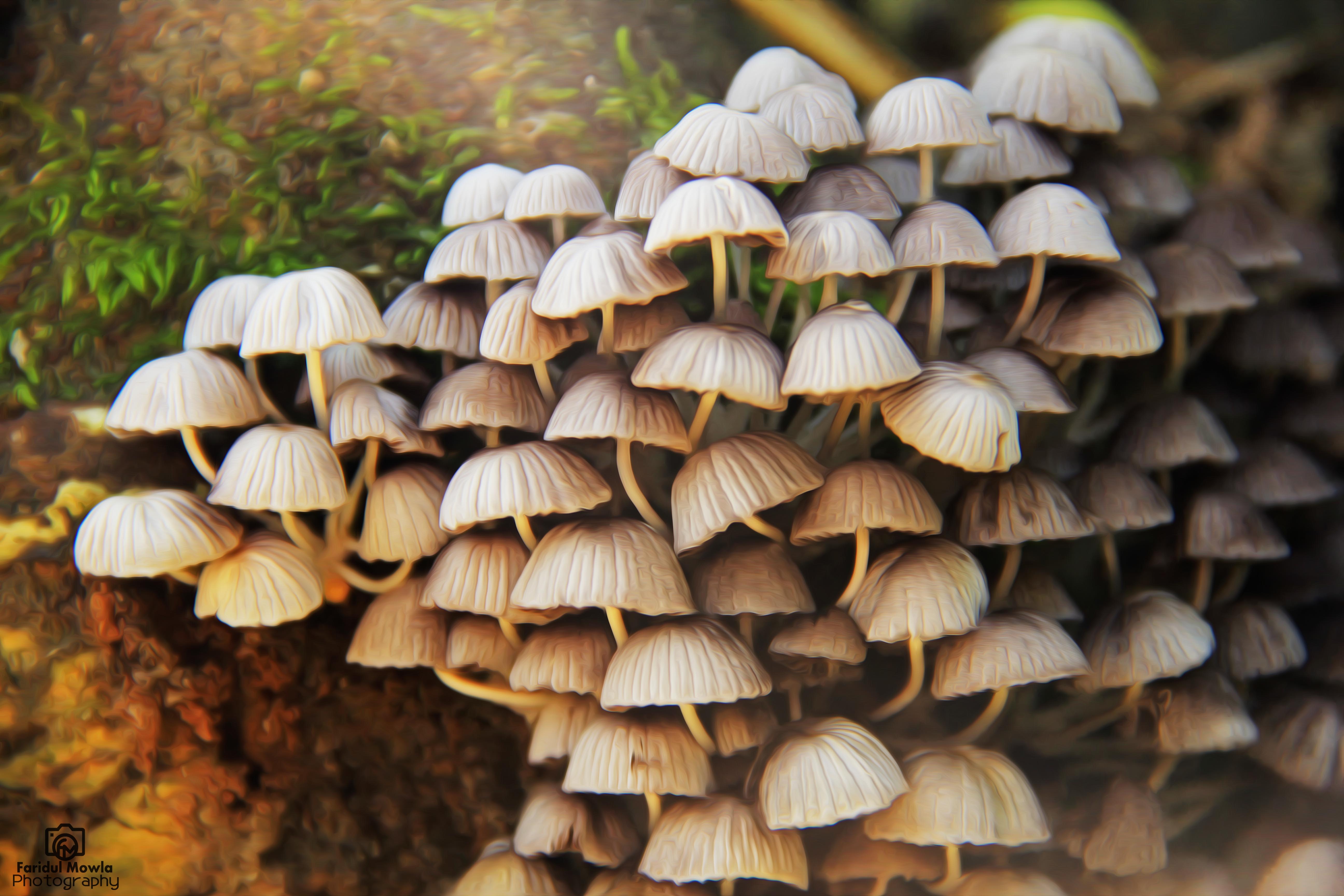 Magnificent Mushrooms